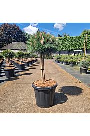 Pinus nigra Marie Bregnon C25 Lit. Na steblu 40 cm Krošnja 40+ cm