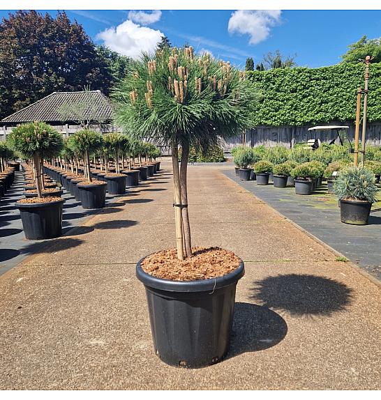 Pinus nigra Marie Bregnon C25 Lit. Na steblu 40 cm Krošnja 40+ cm