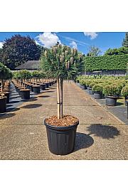 Pinus nigra Marie Bregnon C20 Lit. Na steblu 40 cm Krošnja 40+ cm