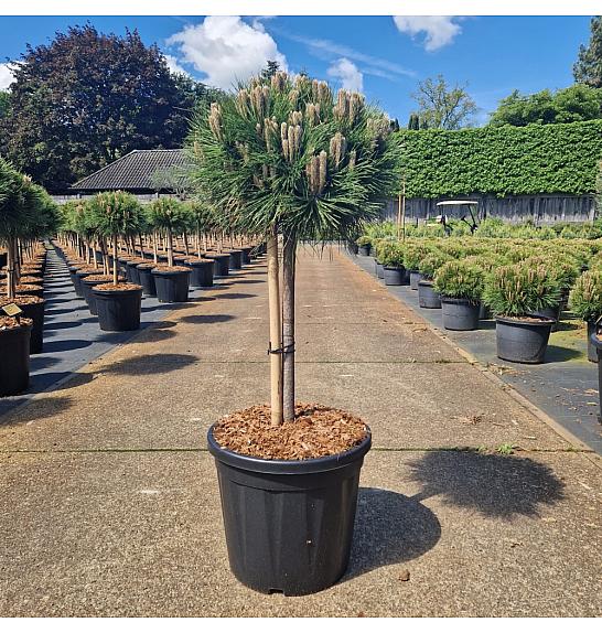 Pinus nigra Marie Bregnon C20 Lit. Na steblu 40 cm Krošnja 40+ cm