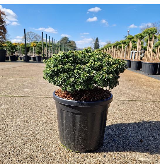 Abies koreana Brillant C8 Lit. 30+ cm