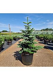 Abies koreana Tordis C20 Lit. 60-80 cm