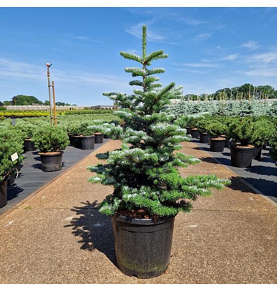 Abies koreana Tordis C20 Lit. 60-80 cm