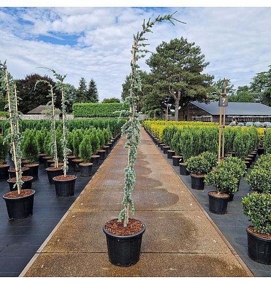 Cedrus libani Glauca Pendula C35 Lit. 175+ cm