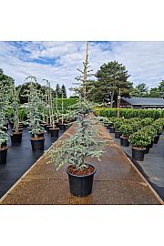 Cedrus libani Horstmann C35 Lit. 125-150 cm