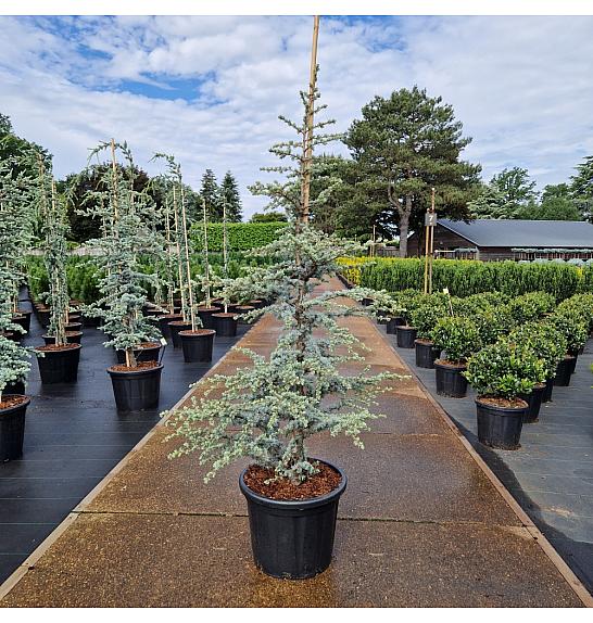 Cedrus libani Horstmann C35 Lit. 125-150 cm