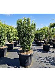 Cephalotaxus harr. Fastigiata C80 Lit. 100-125 cm