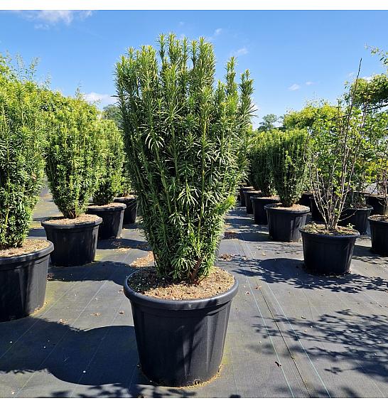 Cephalotaxus harr. Fastigiata C80 Lit. 100-125 cm