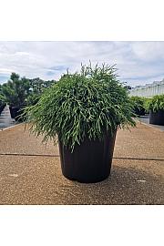 Chamaecyparis pisifera Sungold C20 Lit. 40-50 cm