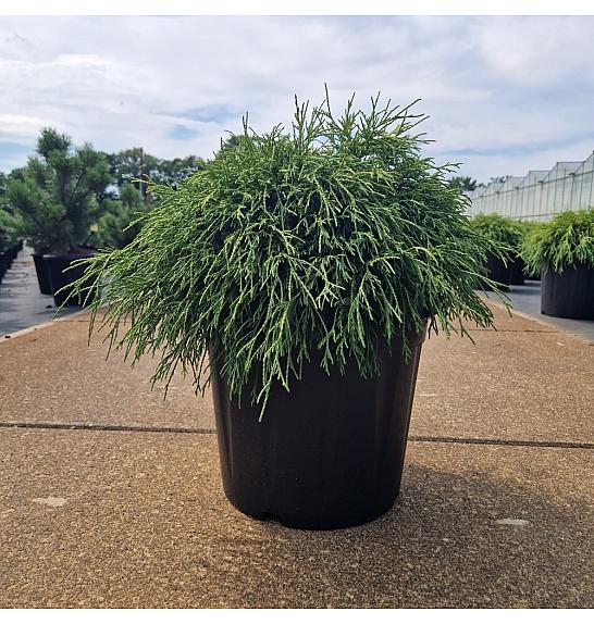 Chamaecyparis pisifera Sungold C20 Lit. 40-50 cm