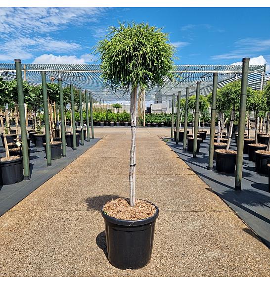 Chamaecyparis pisifera Sungold C20 Lit. Na steblu 75 cm Krošnja 40-50 cm