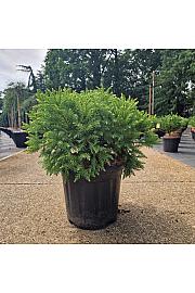 Cryptomeria japonica Kamasan C18 Lit. 40-50 cm