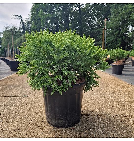 Cryptomeria japonica Kamasan C18 Lit. 40-50 cm