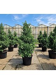 Ginkgo biloba Simon C110 Lit. 180+ cm