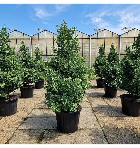 Ginkgo biloba Simon C110 Lit. 180+ cm