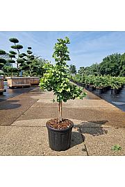 Ginkgo biloba Troll C8 Lit. 50-60 cm