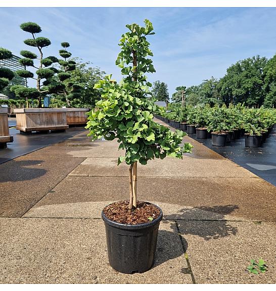 Ginkgo biloba Troll C8 Lit. 50-60 cm
