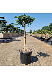 Juniperus communis Zeal C15 Lit. Na steblu 60 cm
