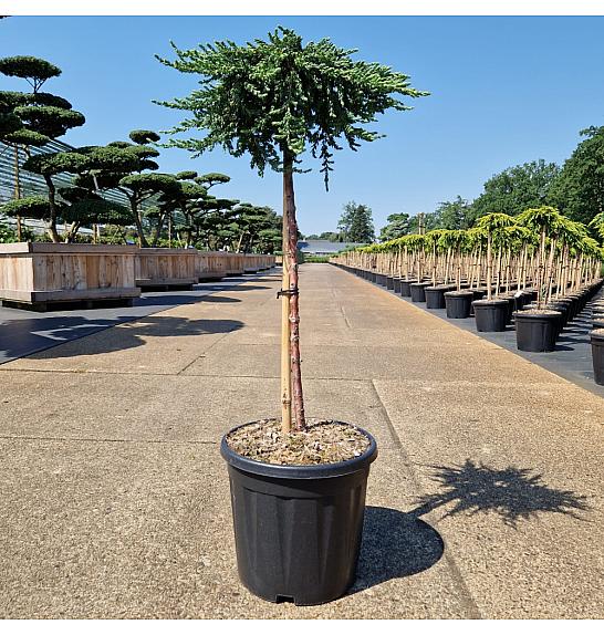 Juniperus communis Zeal C15 Lit. Na steblu 60 cm