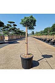 Juniperus squamata Blue Star C11 Lit. Na steblu 60 cm