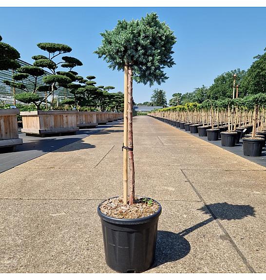 Juniperus squamata Blue Star C11 Lit. Na steblu 60 cm