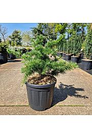 Larix decidua Little Bogle C18 Lit. 40-50 cm