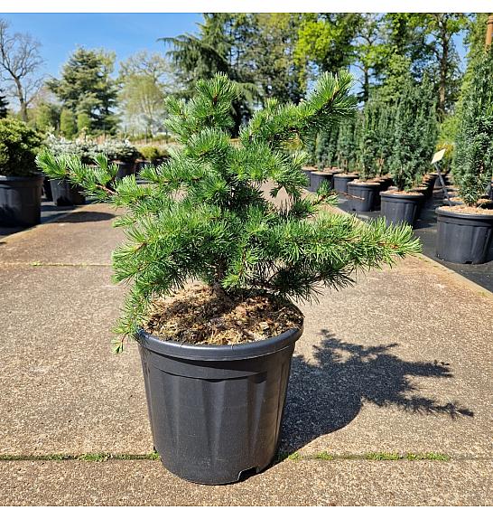 Larix decidua Little Bogle C18 Lit. 40-50 cm