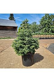 Picea omorika Nana C20 Lit. 60-80 cm