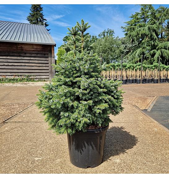 Picea omorika Nana C20 Lit. 60-80 cm