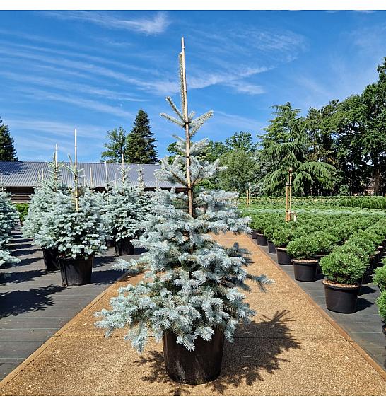 Picea pungens Edith C35 Lit. 120-140 cm