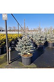 Picea pungens Edith C65 Lit. 140-150 cm