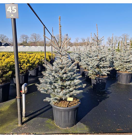 Picea pungens Edith C65 Lit. 140-150 cm