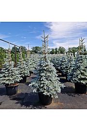 Picea pungens Edith C80 Lit. 140-160 cm
