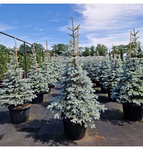 Picea pungens Edith C80 Lit. 140-160 cm