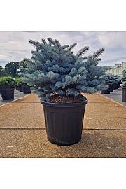 Picea pungens glauca globosa C18 Lit. 40-50 cm
