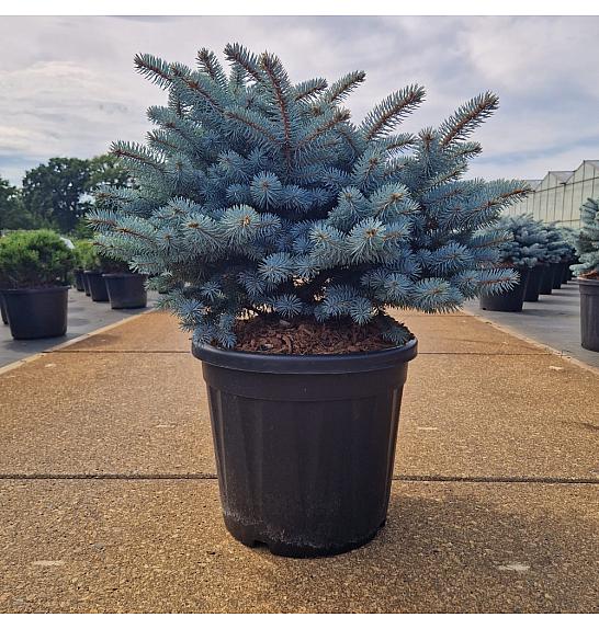 Picea pungens glauca globosa C18 Lit. 40-50 cm