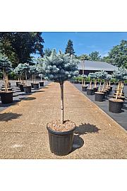 Picea pungens glauca globosa C15 Lit. Na steblu 40 cm Krošnja 25-30 cm