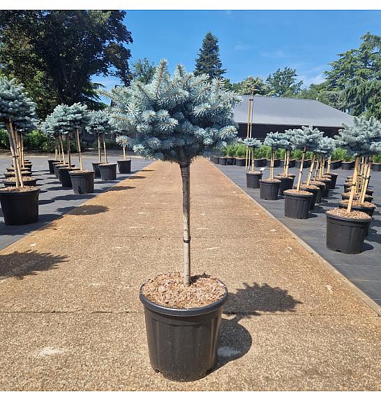 Picea pungens glauca globosa C15 Lit. Na steblu 40 cm Krošnja 25-30 cm