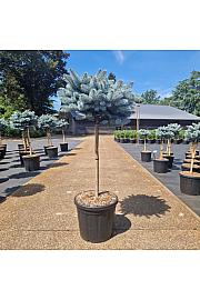 Picea pungens glauca globosa C20 Lit. Na steblu 60 cm Krošnja 40-45 cm