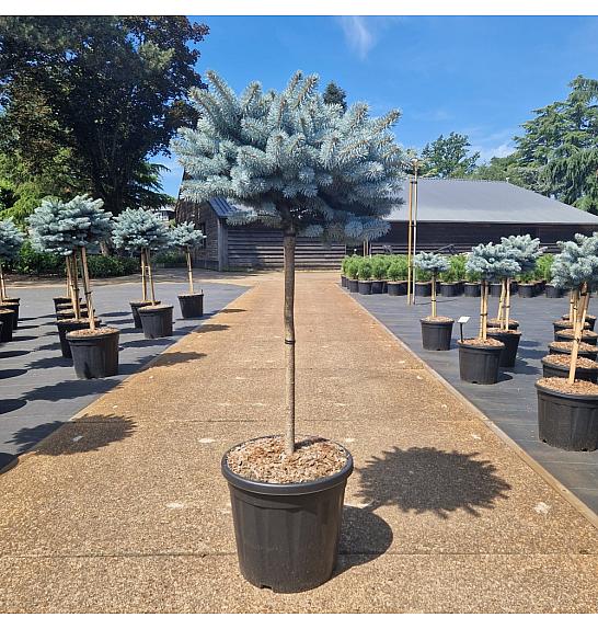 Picea pungens glauca globosa C20 Lit. Na steblu 60 cm Krošnja 40-45 cm
