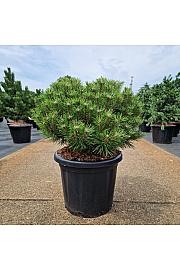 Pinus densiflora Low Glow C25 Lit. 40-45 cm Krogla