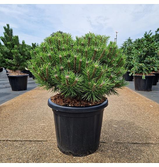 Pinus densiflora Low Glow C25 Lit. 40-45 cm Krogla