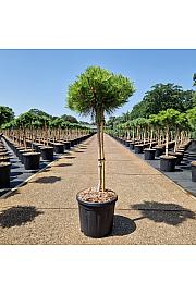 Pinus densiflora Low Glow C20 Lit. Na steblu 60 cm Krošnja 25-30 cm