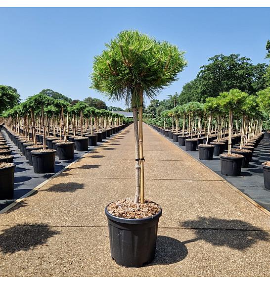 Pinus densiflora Low Glow C20 Lit. Na steblu 60 cm Krošnja 25-30 cm