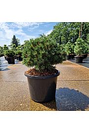 Pinus mugo Benjamin C12 Lit. 30-35 cm