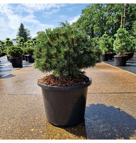 Pinus mugo Benjamin C12 Lit. 30-35 cm