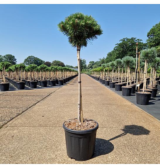 Pinus mugo Benjamin C11 Lit. Na steblu 60 cm Krošnja 25-30 cm