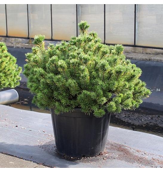 Pinus mugo Carstens Wintergold C110 Lit. 90-100 cm