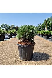 Pinus mugo Gnom Findling C8 Lit. 25-30 cm