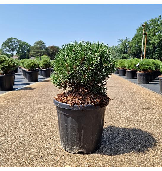 Pinus mugo Gnom Findling C8 Lit. 25-30 cm